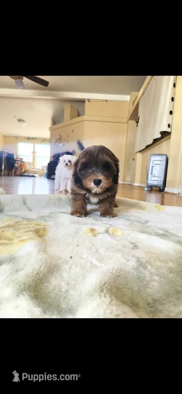 Pie – Shihpoo puppy for sale in Littlerock, CA