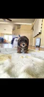 Pie, a male Shihpoo for sale in Littlerock, CA – 1 of 1
