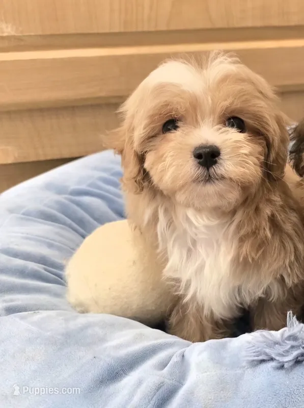 Ally – Maltipoo puppy for sale in Littlerock, CA