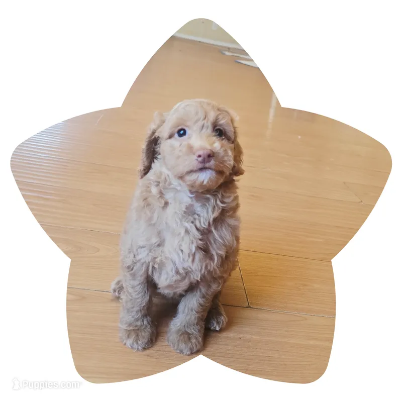 Princess2 – Miniature Goldendoodle puppy for sale in Littlerock, CA