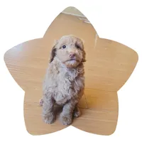 Princess2, a female Miniature Goldendoodle for sale in Littlerock, CA – 1 of 1