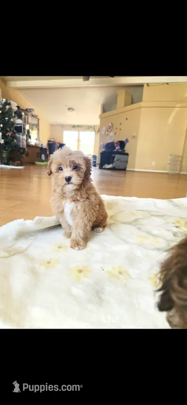 Cece – Maltipoo puppy for sale in Littlerock, CA