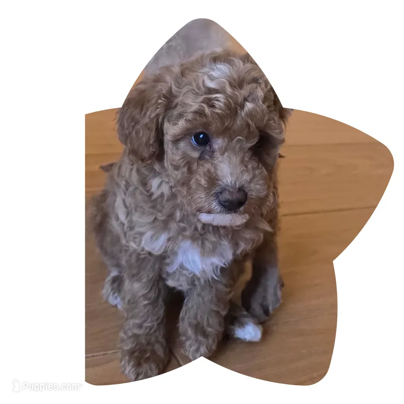 Princess  – Miniature Goldendoodle puppy for sale in Littlerock, CA