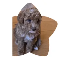 Princess , a female Miniature Goldendoodle for sale in Littlerock, CA – 1 of 1