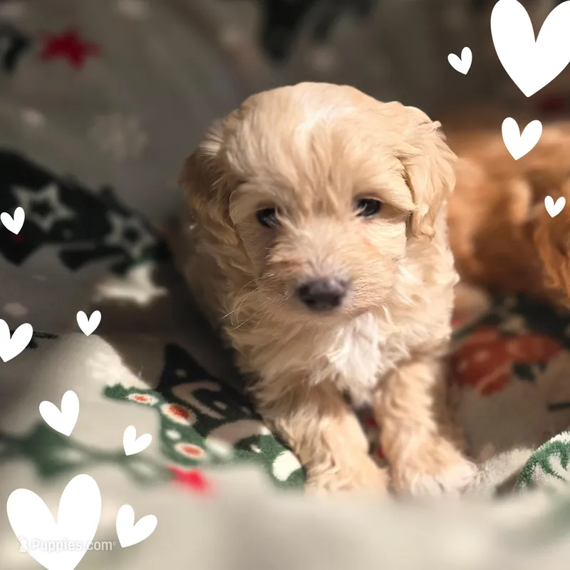 Miso2red, a male Maltipoo for sale in Littlerock, CA – Photo 1 of 1