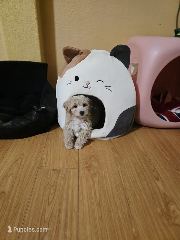 Miso2red – Maltipoo puppy for sale in Littlerock, CA