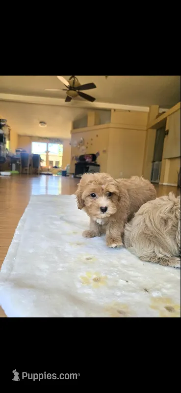 Cece – Maltipoo puppy for sale in Littlerock, CA