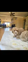 Cece, a female Maltipoo for sale in Littlerock, CA – 1 of 1