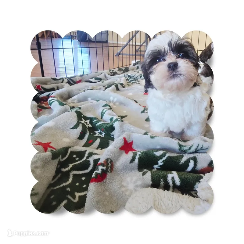 Coco2 – Shihpoo puppy for sale in Littlerock, CA