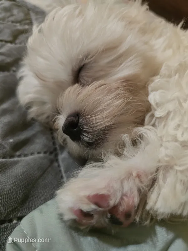 Momo – Shihpoo puppy for sale in Littlerock, CA