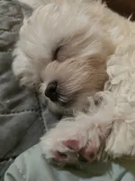 Momo, a male Shihpoo for sale in Littlerock, CA – 1 of 3