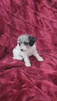 AKC blue merle parti girl, a female Poodle - Toy  for sale in Houstonia, MO – 3 of 8