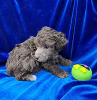AKC Silver Beige Boy, a male Poodle - Miniature  for sale in Houstonia, MO – 8 of 10