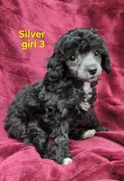 AKC Silver girl 3, a female Poodle - Toy  for sale in Houstonia, MO – 7 of 10