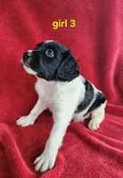 AKC French Brittany girl 3, a female French Brittany for sale in Houstonia, MO – 3 of 8