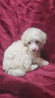 AKC Cream boy, a male Poodle - Miniature  for sale in Houstonia, MO – 7 of 8