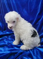 AKC Parti Boy, a male Poodle - Miniature  for sale in Houstonia, MO – 3 of 10