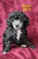 AKC Silver girl 3, a female Poodle - Toy  for sale in Houstonia, MO – 6 of 10