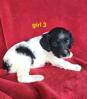 AKC French Brittany girl 3, a female French Brittany for sale in Houstonia, MO – 7 of 8