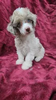 AKC merle parti, blue eyes, a male Poodle - Toy  for sale in Houstonia, MO – 6 of 10