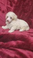 AKC Cream boy, a male Poodle - Miniature  for sale in Houstonia, MO – 4 of 8