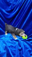 AKC Phantom boy with white, a male Poodle - Miniature  for sale in Houstonia, MO – 7 of 10