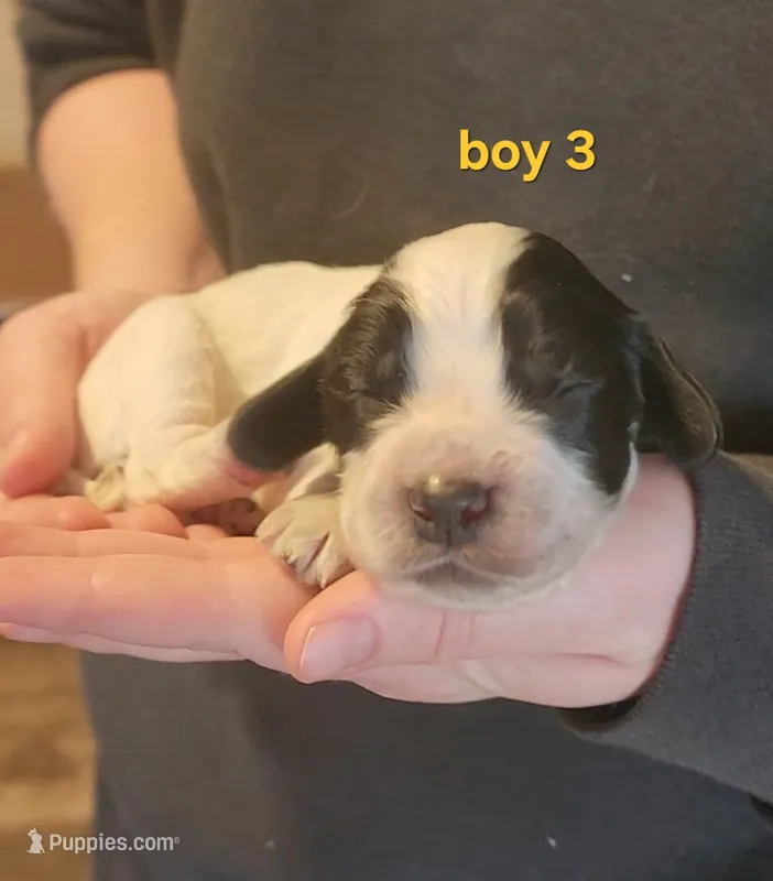 AKC English Cocker Boy 3