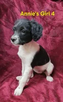 Annie's Girl 4, a female French Brittany for sale in Houstonia, MO – 5 of 9