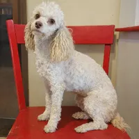 AKC Phantom boy, a male Poodle - Miniature  for sale in Houstonia, MO – 9 of 10