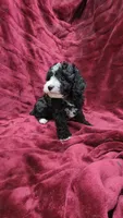 AKC "Tuxedo" boy, a male Poodle - Toy  for sale in Houstonia, MO – 3 of 10