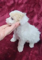 AKC Tiny Apricot Parti Girl, a female Poodle - Toy  for sale in Houstonia, MO – 10 of 10