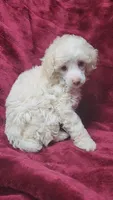 AKC Cream boy, a male Poodle - Miniature  for sale in Houstonia, MO – 8 of 8