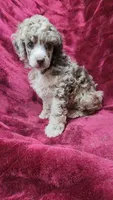 AKC Chocolate Merle boy, a male Poodle - Miniature  for sale in Houstonia, MO – 2 of 6