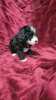 AKC "Tuxedo" boy, a male Poodle - Toy  for sale in Houstonia, MO – 9 of 10