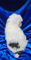 AKC Parti Boy, a male Poodle - Miniature  for sale in Houstonia, MO – 6 of 10