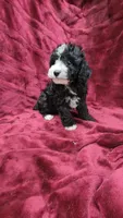 AKC "Tuxedo" boy, a male Poodle - Toy  for sale in Houstonia, MO – 5 of 10