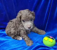 AKC Silver Beige Boy, a male Poodle - Miniature  for sale in Houstonia, MO – 4 of 10