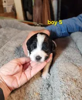 AKC & UKC boy 5, a male French Brittany for sale in Houstonia, MO – 3 of 8