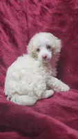 AKC Cream boy, a male Poodle - Miniature  for sale in Houstonia, MO – 6 of 8