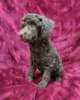 Chocolate girl, a female Poodle - Miniature  for sale in Houstonia, MO – Photo 8 of 10
