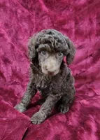 Chocolate girl, a female Poodle - Miniature  for sale in Houstonia, MO – Photo 3 of 10