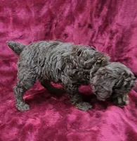 Chocolate girl, a female Poodle - Miniature  for sale in Houstonia, MO – Photo 4 of 10