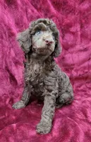 Chocolate girl, a female Poodle - Miniature  for sale in Houstonia, MO – Photo 5 of 10