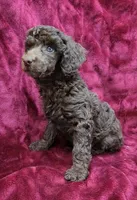 Chocolate girl, a female Poodle - Miniature  for sale in Houstonia, MO – Photo 2 of 10