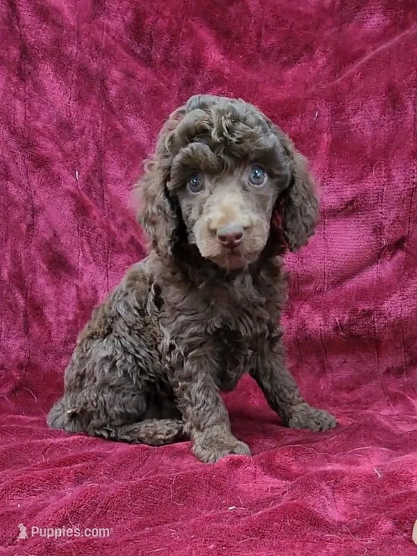 Chocolate girl – Poodle - Miniature  puppy for sale in Houstonia, MO