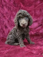 Chocolate girl, a female Poodle - Miniature  for sale in Houstonia, MO – Photo 1 of 10