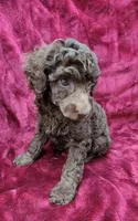 Chocolate girl, a female Poodle - Miniature  for sale in Houstonia, MO – Photo 7 of 10