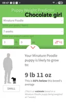 Chocolate girl, a female Poodle - Miniature  for sale in Houstonia, MO – Photo 10 of 10