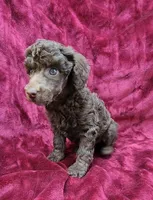 Chocolate girl, a female Poodle - Miniature  for sale in Houstonia, MO – Photo 9 of 10
