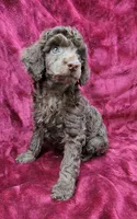 Chocolate girl, a female Poodle - Miniature  for sale in Houstonia, MO – Photo 6 of 10